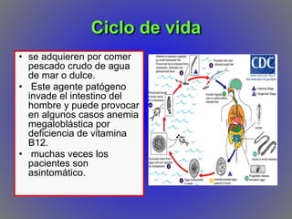 Ciclo de vida
• se adquieren por comer
pescado crudo de agua
de mar o dulce.
• Este agente patógeno
invade el intestino del
hombre y puede provocar
en algunos casos anemia
megaloblástica por
deficiencia de vitamina
B12.
• muchas veces los
pacientes son
asintomático.
 