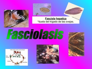 Fasciola hepatica
*duela del hígado de las ovejas.
 