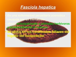 Fasciola hepatica
• Es una enfermedad parasitaria zoonotica
causada por un trematodo
• afecta principalmente a animales herbívoros
y ocasionalmente al humano.
• se ubica en los canalículos biliares del
hígado del hospedador
 