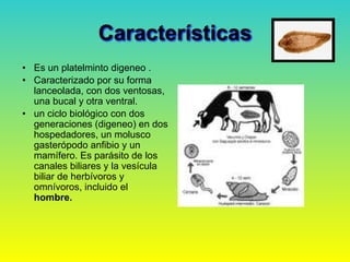 Características
• Es un platelminto digeneo .
• Caracterizado por su forma
lanceolada, con dos ventosas,
una bucal y otra ventral.
• un ciclo biológico con dos
generaciones (digeneo) en dos
hospedadores, un molusco
gasterópodo anfibio y un
mamífero. Es parásito de los
canales biliares y la vesícula
biliar de herbívoros y
omnívoros, incluido el
hombre.
 