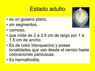 Estado adulto
• es un gusano plano.
• sin segmentos.
• carnoso,
• que mide de 2 a 3.5 cm de largo por 1 a
1.5 cm de ancho.
• Es de color blanquecino y posee
tonalidades que van desde el cenizo hasta
coloraciones parduscas.
• Es hermafrodita.
 