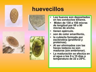 huevecillos
• Los huevos son depositados
en los conductos biliares.
• Miden de 130 a 150 micras
de longitud por 60 a 90
micras de ancho.
• tienen opérculo.
• son de color amarillento,
• la cubierta formada por
esclerotina (proliferol y
proteínas).
• Al ser eliminados con las
heces todavía no son
maduros (sin embrionar).
• La maduración se efectúa en
el agua a los 9 a 15 días a
temperatura de 22 a 25ºC.
 