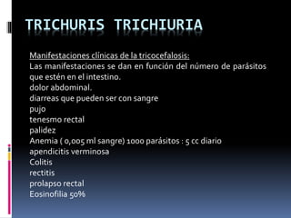 TRICHURIS TRICHIURIA
Manifestaciones clínicas de la tricocefalosis:
Las manifestaciones se dan en función del número de parásitos
que estén en el intestino.
dolor abdominal.
diarreas que pueden ser con sangre
pujo
tenesmo rectal
palidez
Anemia ( 0,005 ml sangre) 1000 parásitos : 5 cc diario
apendicitis verminosa
Colitis
rectitis
prolapso rectal
Eosinofilia 50%
 