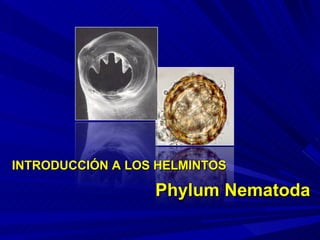 INTRODUCCIÓN A LOS HELMINTOS Phylum Nematoda   