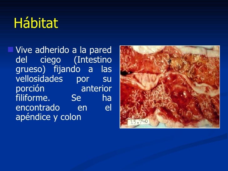 Durante el celo es posible dar las pastillas de las lombrices