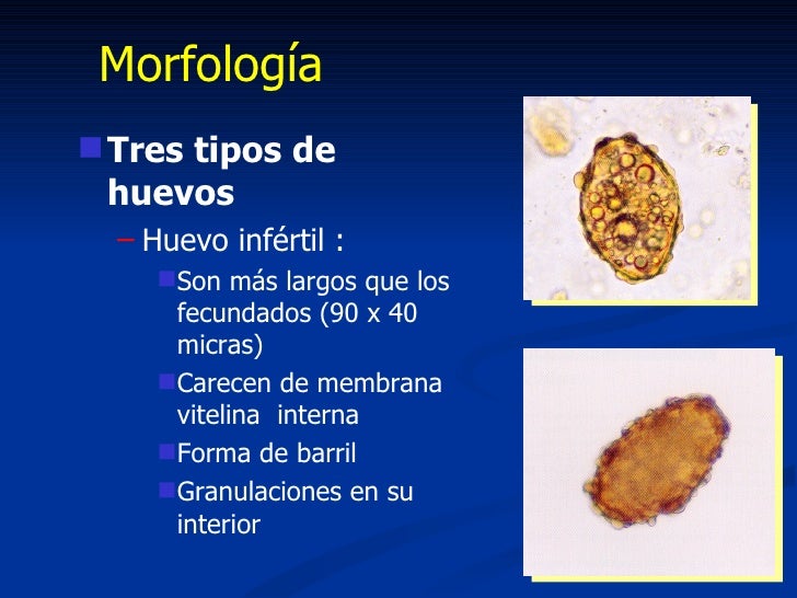 Las pastillas de las lombrices en la sangre