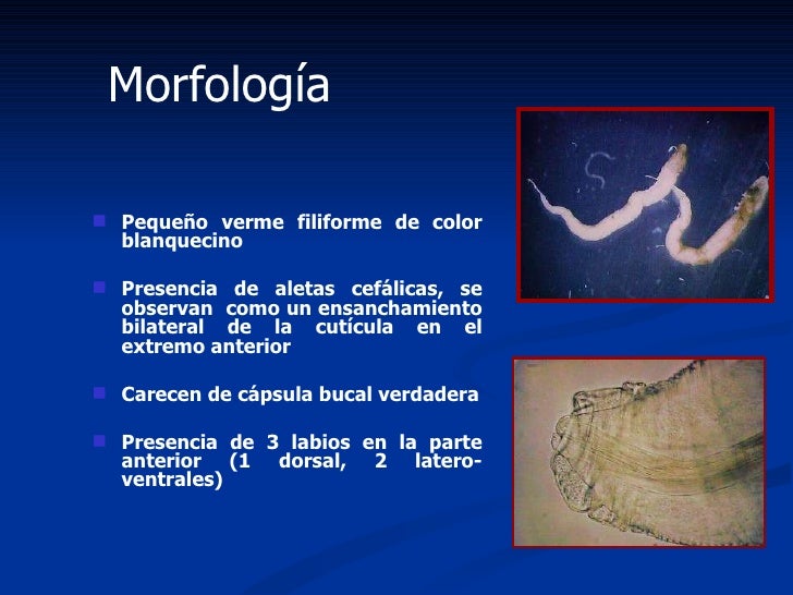 Helmintos (Nematodos)