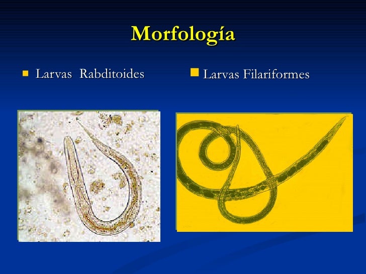 Helmintos (Nematodos)