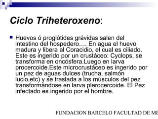 Ciclo Triheteroxeno:
   Huevos ó proglótides grávidas salen del
    intestino del hospedero…. En agua el huevo
    madura y libera al Coracidio, el cual es ciliado.
    Este es ingerido por un crustáceo: Cyclops, se
    transforma en oncósfera.Luego en larva
    procercoide.Este microcrustáceo es ingerido por
    un pez de aguas dulces (trucha, salmón
    lucio,etc) y se traslada a los músculos del pez
    transformándose en larva plerocercoide. El Pez
    infectado es ingerido por el hombre.


                  FUNDACION BARCELO FACULTAD DE ME
 