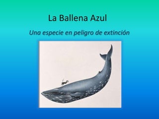 La Ballena Azul Una especie en peligro de extinción 