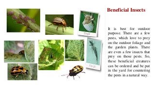It is best for outdoor
purpose. There are a few
pests, which love to prey
on the outdoor foliage and
the garden plants. There
are even a few insects that
prey on those pests. So,
these beneficial creatures
can be ordered and be put
in the yard for countering
the pests in a natural way.
Beneficial Insects
 