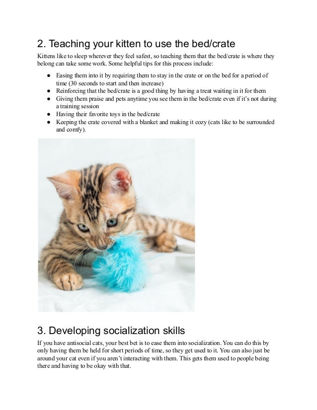 Helpful cat training tips for beginners