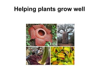 Helping plants grow well 