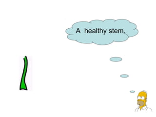 A healthy stem.
