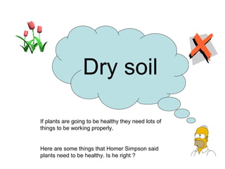 Dry soil
If plants are going to be healthy they need lots of
things to be working properly.
Here are some things that Homer Simpson said
plants need to be healthy. Is he right ?