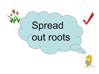 Spread
out roots