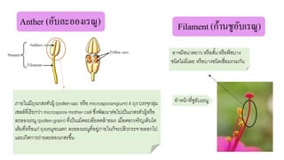 งานนำเสนอส่วนประกอบของดอก กลุ่มที่8 ห้อง332 โรงเรียนเตรียมอุดมศึกษา