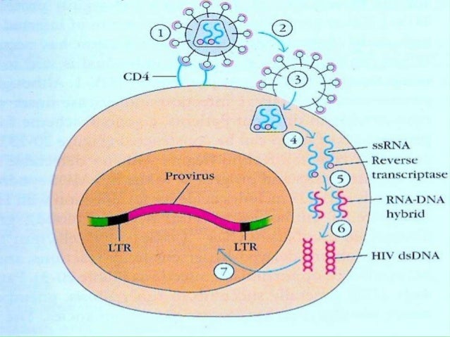 western blot vs elisa hiv western blot vs elisa hiv