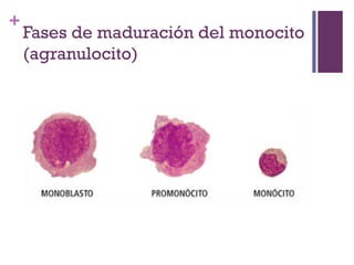 Fichero Hematología/ células sanguineas | PPT