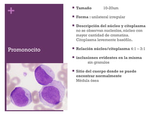 Fichero Hematología/ células sanguineas | PPT