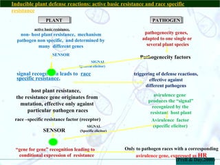 host-pathogen interaction in paddy blast | PPT