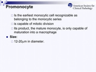 Promonocyte
 Is the earliest monocytic cell recognizable as
belonging to the monocytic series
 is capable of mitotic division
 Its product, the mature monocyte, is only capable of
maturation into a macrophage
 Size:
 12-20m in diameter.
 