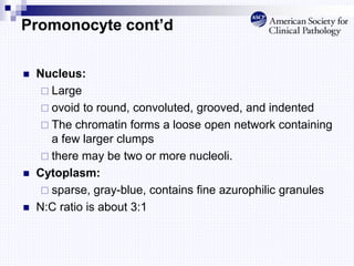 Promonocyte cont’d
 Nucleus:
 Large
 ovoid to round, convoluted, grooved, and indented
 The chromatin forms a loose open network containing
a few larger clumps
 there may be two or more nucleoli.
 Cytoplasm:
 sparse, gray-blue, contains fine azurophilic granules
 N:C ratio is about 3:1
 