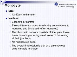 Monocyte
 Size:
 12-20m in diameter.
 Nucleus:
 Eccentric or central
 Takes different shapes from brainy convolutions to
lobulated and S shaped (often lobulated)
 The chromatin network consists of fine, pale, loose,
linear threads producing small areas of thickening
at their junctions
 No nucleolus is seen
 The overall impression is that of a pale nucleus
quite variable in shape.
 