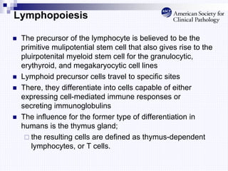 Lymphopoiesis
 The precursor of the lymphocyte is believed to be the
primitive mulipotential stem cell that also gives rise to the
pluirpotenital myeloid stem cell for the granulocytic,
erythyroid, and megakaryocytic cell lines
 Lymphoid precursor cells travel to specific sites
 There, they differentiate into cells capable of either
expressing cell-mediated immune responses or
secreting immunoglobulins
 The influence for the former type of differentiation in
humans is the thymus gland;
 the resulting cells are defined as thymus-dependent
lymphocytes, or T cells.
 