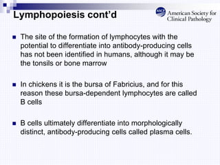 Lymphopoiesis cont’d
 The site of the formation of lymphocytes with the
potential to differentiate into antibody-producing cells
has not been identified in humans, although it may be
the tonsils or bone marrow
 In chickens it is the bursa of Fabricius, and for this
reason these bursa-dependent lymphocytes are called
B cells
 B cells ultimately differentiate into morphologically
distinct, antibody-producing cells called plasma cells.
 