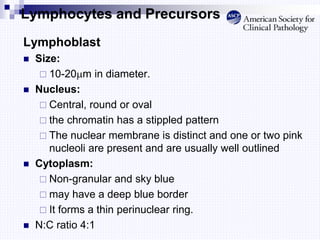 Lymphocytes and Precursors
Lymphoblast
 Size:
 10-20m in diameter.
 Nucleus:
 Central, round or oval
 the chromatin has a stippled pattern
 The nuclear membrane is distinct and one or two pink
nucleoli are present and are usually well outlined
 Cytoplasm:
 Non-granular and sky blue
 may have a deep blue border
 It forms a thin perinuclear ring.
 N:C ratio 4:1
 