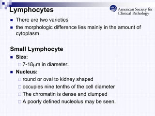 Lymphocytes
 There are two varieties
 the morphologic difference lies mainly in the amount of
cytoplasm
Small Lymphocyte
 Size:
 7-18m in diameter.
 Nucleus:
 round or oval to kidney shaped
 occupies nine tenths of the cell diameter
 The chromatin is dense and clumped
 A poorly defined nucleolus may be seen.
 