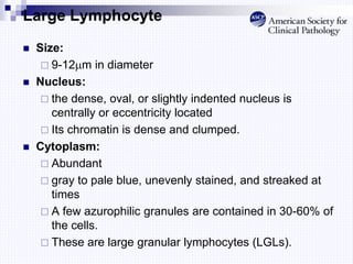 Large Lymphocyte
 Size:
 9-12m in diameter
 Nucleus:
 the dense, oval, or slightly indented nucleus is
centrally or eccentricity located
 Its chromatin is dense and clumped.
 Cytoplasm:
 Abundant
 gray to pale blue, unevenly stained, and streaked at
times
 A few azurophilic granules are contained in 30-60% of
the cells.
 These are large granular lymphocytes (LGLs).
 