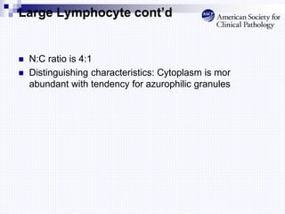Large Lymphocyte cont’d
 N:C ratio is 4:1
 Distinguishing characteristics: Cytoplasm is mor
abundant with tendency for azurophilic granules
 