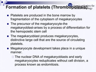 Formation of platelets (Thrombopoiesis)
 Platelets are produced in the bone marrow by
fragmentation of the cytoplasm of megakaryocytes
 The precursor of the megakaryocyte-the
megakaryoblast-arises by a process of differentiation for
the hemopoietic stem cell
 The megakaryoblast produces megakaryocytes,
distinctive large cell that are the source of circulating
platelets.
 Megakaryocyte development takes place in a unique
manner.
 The nuclear DNA of megakaryoblasts and early
megakaryocytes reduplicates without cell division, a
process known as endomitosis.
 