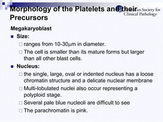 Morphology of the Platelets and their
Precursors
Megakaryoblast
 Size:
 ranges from 10-30m in diameter.
 The cell is smaller than its mature forms but larger
than all other blast cells.
 Nucleus:
 the single, large, oval or indented nucleus has a loose
chromatin structure and a delicate nuclear membrane
 Multi-lobulated nuclei also occur representing a
polyploid stage.
 Several pale blue nucleoli are difficult to see
 The parachromatin is pink.
 