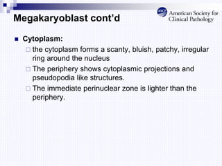 Megakaryoblast cont’d
 Cytoplasm:
 the cytoplasm forms a scanty, bluish, patchy, irregular
ring around the nucleus
 The periphery shows cytoplasmic projections and
pseudopodia like structures.
 The immediate perinuclear zone is lighter than the
periphery.
 