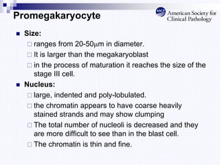 Promegakaryocyte
 Size:
 ranges from 20-50m in diameter.
 It is larger than the megakaryoblast
 in the process of maturation it reaches the size of the
stage III cell.
 Nucleus:
 large, indented and poly-lobulated.
 the chromatin appears to have coarse heavily
stained strands and may show clumping
 The total number of nucleoli is decreased and they
are more difficult to see than in the blast cell.
 The chromatin is thin and fine.
 