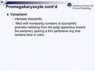 Promegakaryocyte cont’d
 Cytoplasm:
 intensely basophilic
 filled with increasing numbers of azurophilic
granules radiating from the golgi apparatus toward
the periphery sparing a thin peripheral ring that
remains blue in color.
 