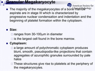 Granular Megakaryocyte
 The majority of the megakaryocytes of a bone marrow
aspirate are in stage III which is characterized by
progressive nuclear condensation and indentation and the
beginning of platelet formation within the cytoplasm.
 Size:
 ranges from 30-100m in diameter
 is the largest cell found in the bone marrow.
 Cytoplasm:
 a large amount of polychromatic cytoplasm produces
blunt, smooth, pseudopodia-like projections that contain
aggregates of azurophilic granules surrounded by pale
halos
 These structures give rise to platelets at the periphery of
the megakaryocytes.
 