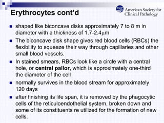 Erythrocytes cont’d
 shaped like biconcave disks approximately 7 to 8 m in
diameter with a thickness of 1.7-2.4m
 The biconcave disk shape gives red blood cells (RBCs) the
flexibility to squeeze their way through capillaries and other
small blood vessels.
 In stained smears, RBCs look like a circle with a central
hole, or central pallor, which is approximately one-third
the diameter of the cell
 normally survives in the blood stream for approximately
120 days
 after finishing its life span, it is removed by the phagocytic
cells of the reticuloendothelial system, broken down and
some of its constituents re utilized for the formation of new
cells.
 