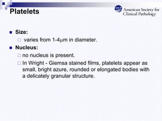 Platelets
 Size:
 varies from 1-4m in diameter.
 Nucleus:
 no nucleus is present.
 In Wright - Giemsa stained films, platelets appear as
small, bright azure, rounded or elongated bodies with
a delicately granular structure.
 