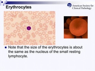 Erythrocytes
 Note that the size of the erythrocytes is about
the same as the nucleus of the small resting
lymphocyte.
 