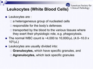 Leukocytes (White Blood Cells)
 Leukocytes are :
 a heterogeneous group of nucleated cells
 responsible for the body’s defenses
 transported by the blood to the various tissues where
they exert their physiologic role, e.g. phagocytosis.
 The normal WBC count is ~4,000 to 10,000/L (4.0–10.0 x
103/L)
 Leukocytes are usually divided into:
 Granulocytes, which have specific granules, and
 Agranulocytes, which lack specific granules
 
