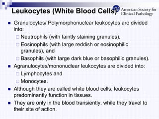 Leukocytes (White Blood Cells)
 Granulocytes/ Polymorphonuclear leukocytes are divided
into:
 Neutrophils (with faintly staining granules),
 Eosinophils (with large reddish or eosinophilic
granules), and
 Basophils (with large dark blue or basophilic granules).
 Agranulocytes/mononuclear leukocytes are divided into:
 Lymphocytes and
 Monocytes.
 Although they are called white blood cells, leukocytes
predominantly function in tissues.
 They are only in the blood transiently, while they travel to
their site of action.
 