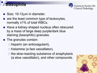 Basophils
 Size: 10-12m in diameter.
 are the least common type of leukocytes,
normally ≤1% of total WBCs.
 Have a kidney shaped nucleus often obscured
by a mass of large deep purple/dark blue
staining (basophilic) granules.
 The granules contain:
 heparin (an anticoagulant),
 histamine (a fast vasodilator),
 the slow-reacting substance of anaphylaxis
(a slow vasodilator), and other compounds.
 