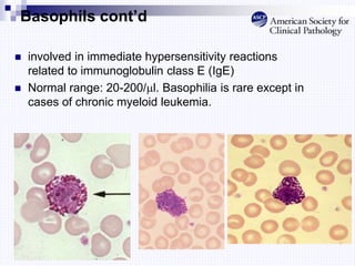 Basophils cont’d
 involved in immediate hypersensitivity reactions
related to immunoglobulin class E (IgE)
 Normal range: 20-200/l. Basophilia is rare except in
cases of chronic myeloid leukemia.
 