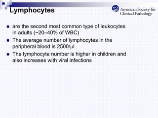 Lymphocytes
 are the second most common type of leukocytes
in adults (~20–40% of WBC)
 The average number of lymphocytes in the
peripheral blood is 2500/l.
 The lymphocyte number is higher in children and
also increases with viral infections
 