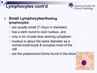 Lymphocytes cont’d
1. Small Lymphocytes/Resting
lymphocytes:
 are usually small (7-10m in diameter)
 has a dark round to oval nucleus, and
 only a rim of pale blue staining cytoplasm
 nucleus is about the same diameter as a
normal erythrocyte & occupies most of the
cell
 are the predominant forms found in the blood.
 