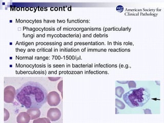 Monocytes cont’d
 Monocytes have two functions:
 Phagocytosis of microorganisms (particularly
fungi and mycobacteria) and debris
 Antigen processing and presentation. In this role,
they are critical in initiation of immune reactions
 Normal range: 700-1500/l.
 Monocytosis is seen in bacterial infections (e.g.,
tuberculosis) and protozoan infections.
 